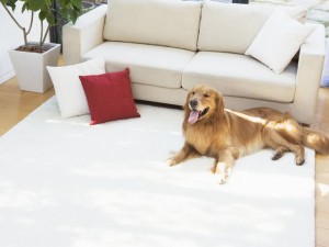 dog-by-sofa--modern-lifestyle--interiors-wallpaper-92625[1]